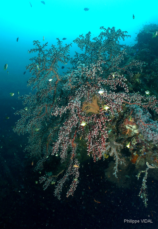 Bali 2016 - Liberty - Corail - IMG_5786_rc.jpg